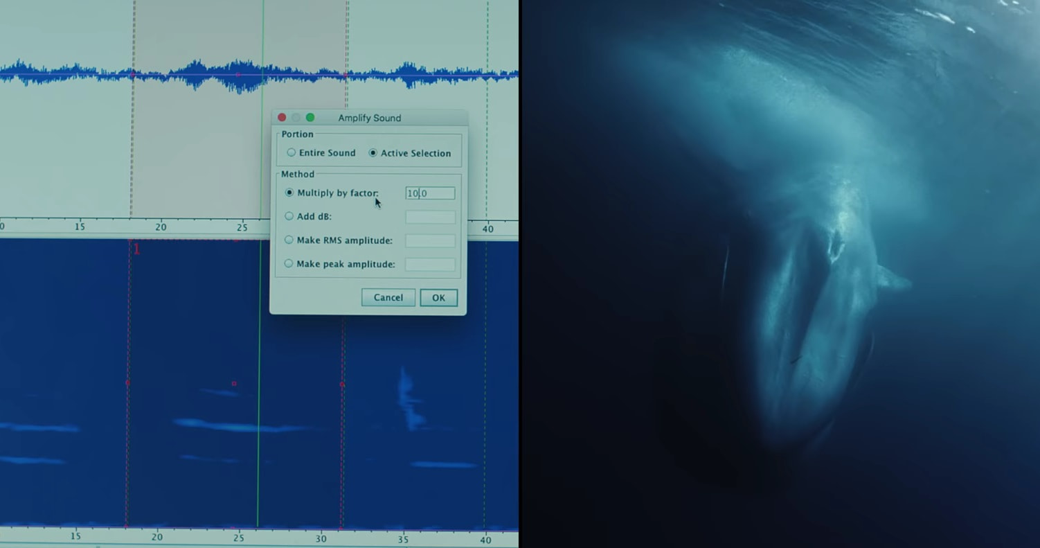 Учёные обучают машину отличать звуки синего кита от финвала.