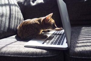 Pochemu stanovyatsya programmistami i kak popast v it