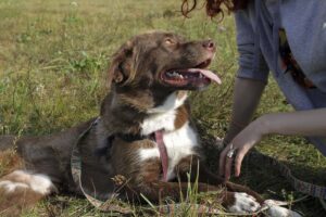 Chto delat esli vy nashli zhivotnoe na ulitse e1629529889649