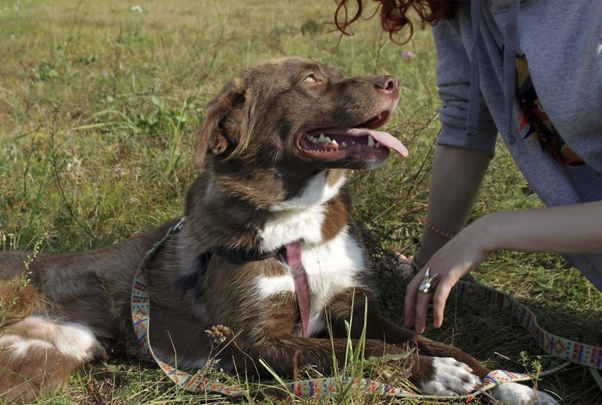 Chto delat esli vy nashli zhivotnoe na ulitse e1629529889649