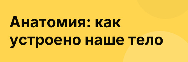 Анатомия: как устроено наше тело