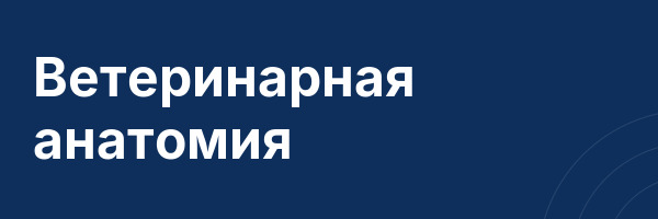 Ветеринарная анатомия