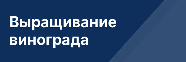 Выращивание винограда