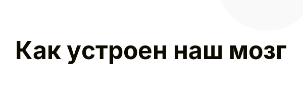 Как устроен наш мозг