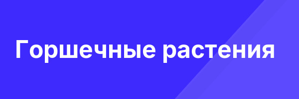 Горшечные растения